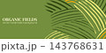 Tea matcha field background with green, cream and yellow brush lines. Curved crop rows at right on an olive ground with copy space. Aerial vector backdrop for tea website banner or product advert 143768631