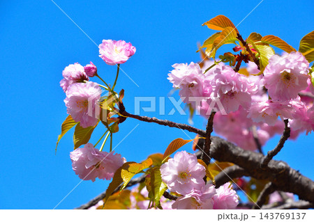 八重桜 妹背 大阪造幣局にて 八重桜 妹背 大阪造幣局にて 143769137