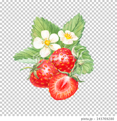 Ripe red strawberries with half slice, white flowers and green leaves. Hand drawn watercolor botanical illustration isolated element. Clipart design for food packaging and tea label. 143769280