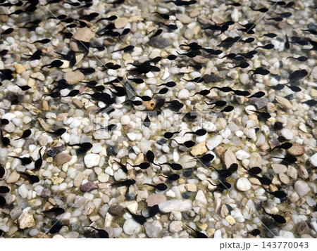 Tadpoles Swimming Over Pebbles In Shallow Pond Water During Spring Amphibian Development 143770043