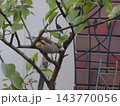 冬の庭の木の枝にとまる野生の鳥シメ／1月 143770056