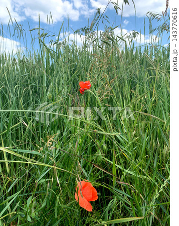 Red poppies stand out against lush green grass and a blue sky, showcasing the beauty of nature in an open field during daytime 143770616
