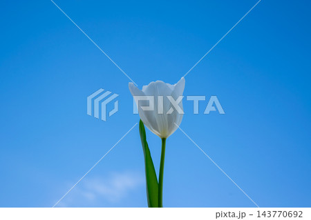 A single white tulip stands tall with green leaves, set against a vibrant blue sky on a sunny spring day 143770692
