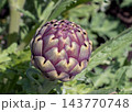 Purple globe artichoke bud growing in sunny garden close up 143770748