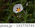 Cistus ladanifer bloom with wrinkled spotted petals and leaves 143770749