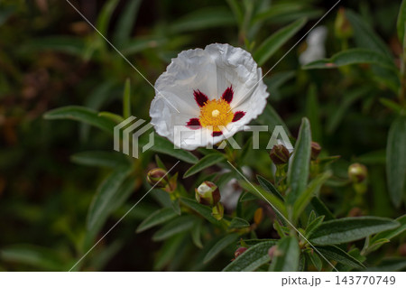 Cistus ladanifer bloom with wrinkled spotted petals and leaves 143770749