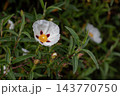 Cistus ladanifer garden flower with spotted petals and green foliage 143770750