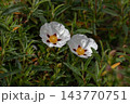Cistus ladanifer flowers in sunset light with delicate spotted petals 143770751