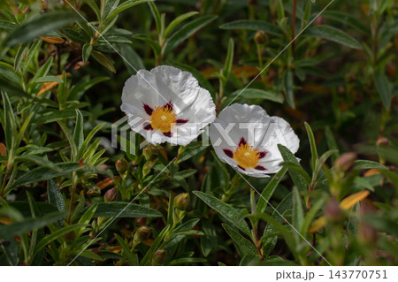Cistus ladanifer flowers in sunset light with delicate spotted petals Cistus ladanifer flowers in sunset light with delicate spotted petals 143770751