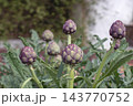 Purple globe artichoke buds growing upright in Mediterranean garden 143770752