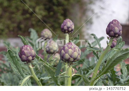 Purple globe artichoke buds growing upright in Mediterranean garden Purple globe artichoke buds growing upright in Mediterranean garden 143770752