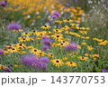 Yellow Rudbeckia in colorful perennial garden with blurred Verbena bonariensis foreground 143770753