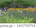 Colorful perennial flower bed with Verbena bonariensis, Rudbeckia and Gaura lindheimeri 143770754