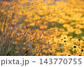 Red tinged switchgrass Panicum virgatum against yellow rudbeckia flower bokeh 143770755