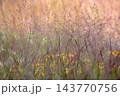 Red leaved switchgrass Panicum virgatum adding texture to an ornamental garden 143770756