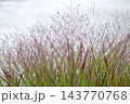 Red tinged switchgrass foliage and panicles against a clean white wall 143770768