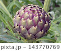 Luxurious purple globe artichoke bud resembling a rose in garden close up 143770769