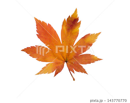 Autumn yellow orange Japanese maple leaf isolated on white 143770770