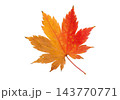 Bright autumn Japanese maple leaf Acer palmatum isolated on white 143770771