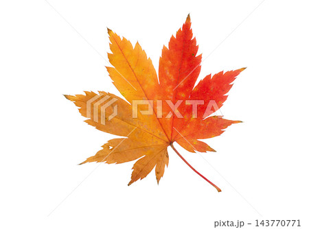 Bright autumn Japanese maple leaf Acer palmatum isolated on white 143770771