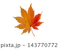 Autumn red brown Japanese maple leaf Acer palmatum isolated on white 143770772