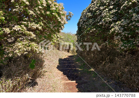 伊豆半島の伊豆山稜線歩道 小達磨山の歩道に咲くアセビ 伊豆半島の伊豆山稜線歩道 小達磨山の歩道に咲くアセビ 143770788