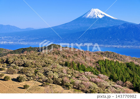 伊豆半島の伊豆山稜線歩道　金冠山山頂から望む富士山と春色の山稜 143770982
