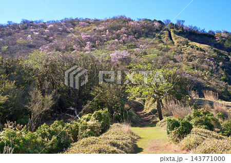 伊豆半島の伊豆山稜線歩道　春色の花に染まる小達磨山 143771000