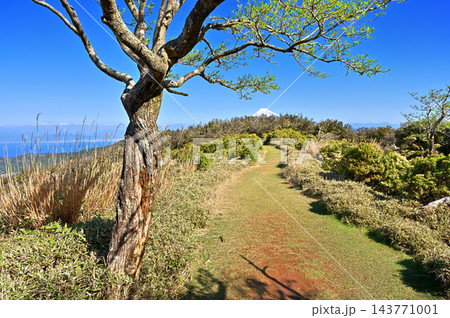 伊豆半島の小達磨山 伊豆山稜線歩道の草原の縦走路から望む富士山 伊豆半島の小達磨山 伊豆山稜線歩道の草原の縦走路から望む富士山 143771001