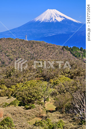伊豆半島の伊豆山稜線歩道 小達磨山より望む雪化粧の富士山 伊豆半島の伊豆山稜線歩道 小達磨山より望む雪化粧の富士山 143771004