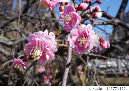 ピンク色の梅の花 143771122