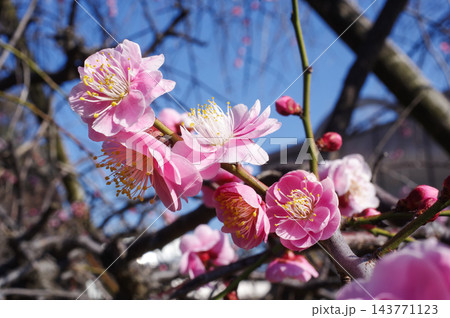 ピンク色の梅の花 143771123