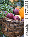 Autumn Harvest Still Life with Pumpkins and Apples. Farmer's market stand with fresh vegetables and fruits. Apples and pumpkin in bicycle basket. Healthy food background. October harvest. Fall harvest 143771221