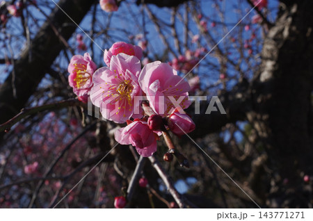 ピンク色の梅の花 ピンク色の梅の花 143771271