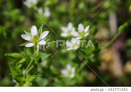 道端の花　ノミノツヅリ 143771383
