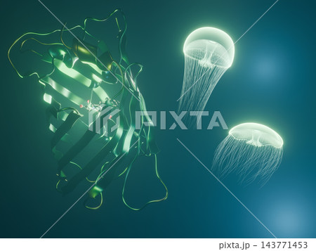 緑に光るGFP（緑色蛍光タンパク質）と海中のオワンクラゲ 幻想的な3DCG 143771453