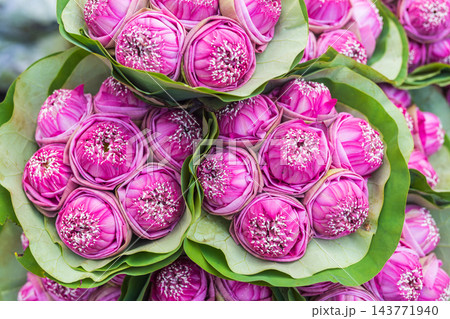 Close-up view of vivid pink peony bouquets nestled together among broad green leaves Close-up view of vivid pink peony bouquets nestled together among broad green leaves 143771940