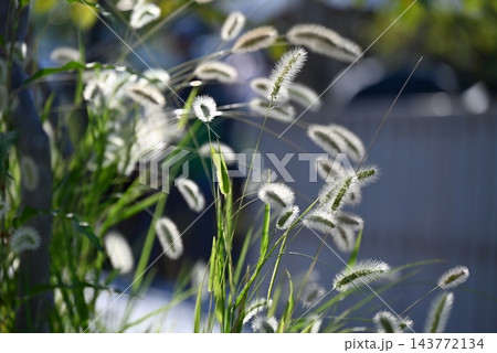 7月、大阪、関西万博内に植えられたエノコログサ 7月、大阪、関西万博内に植えられたエノコログサ 143772134