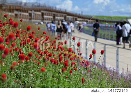 7月、大阪、関西万博大屋根リング上に植えられたストロベリーキャンドル 143772146
