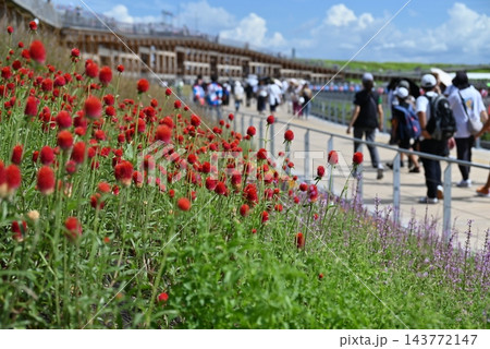 7月、大阪、関西万博大屋根リング上に植えられたストロベリーキャンドル 7月、大阪、関西万博大屋根リング上に植えられたストロベリーキャンドル 143772147