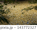 イチョウの黄色い落葉で埋め尽くされた池 143772327