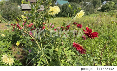 Blooming red and yellow dahlias in a summer country garden Blooming red and yellow dahlias in a summer country garden 143772432