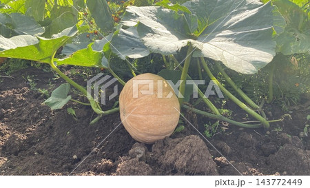 Ripe orange pumpkins growing on vines in a summer vegetable garden Ripe orange pumpkins growing on vines in a summer vegetable garden 143772449