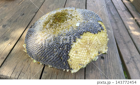 Large sunflower head with ripe seeds on a wooden table 143772454