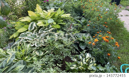 Lush garden bed with hosta plants and blooming marigold flowers Lush garden bed with hosta plants and blooming marigold flowers 143772455