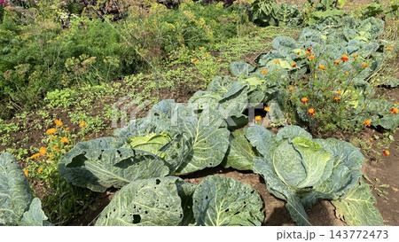 Green cabbage plants growing among marigold flowers in a summer vegetable garden Green cabbage plants growing among marigold flowers in a summer vegetable garden 143772473