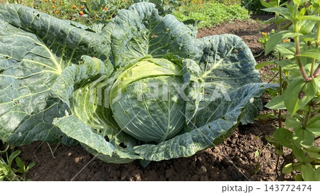 Fresh green cabbage growing in an organic vegetable garden Fresh green cabbage growing in an organic vegetable garden 143772474