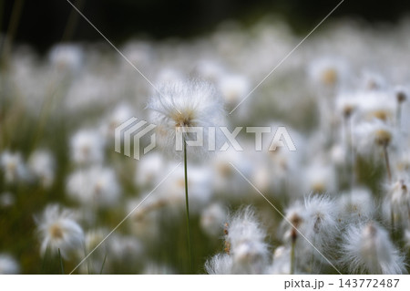 White cottongrass flowers blooming in Nordic wetland with soft natural background White cottongrass flowers blooming in Nordic wetland with soft natural background 143772487