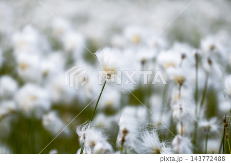White cottongrass flowers blooming in Nordic wetland with soft natural background White cottongrass flowers blooming in Nordic wetland with soft natural background 143772488