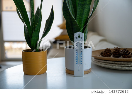 Indoor thermometer with snake plants monitoring comfortable home temperature and climate 143772615
